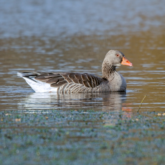 Greylag Goose BTO British Trust for Ornithology